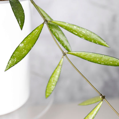 Hoya Tanggamus Bamboo Leaf