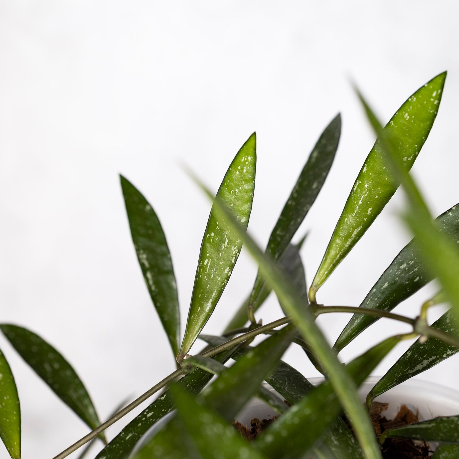 Hoya Tanggamus Bamboo Leaf