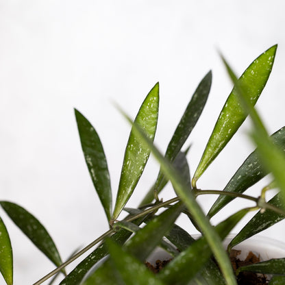 Hoya Tanggamus Bamboo Leaf