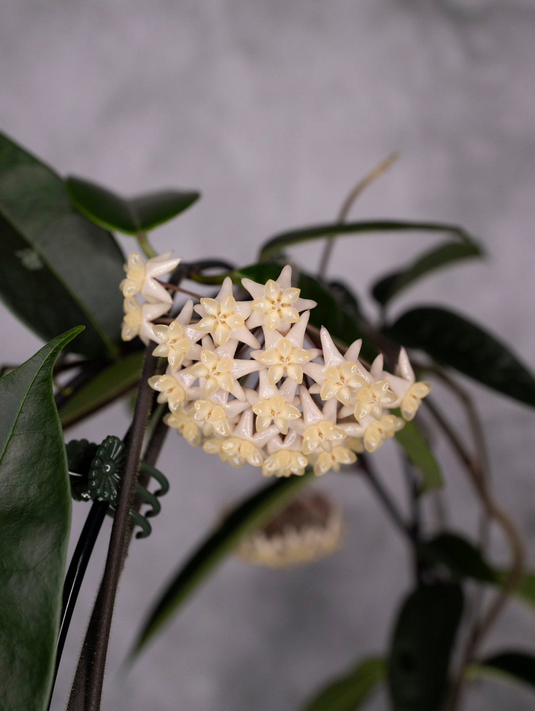 Hoya Thuathienhuensis
