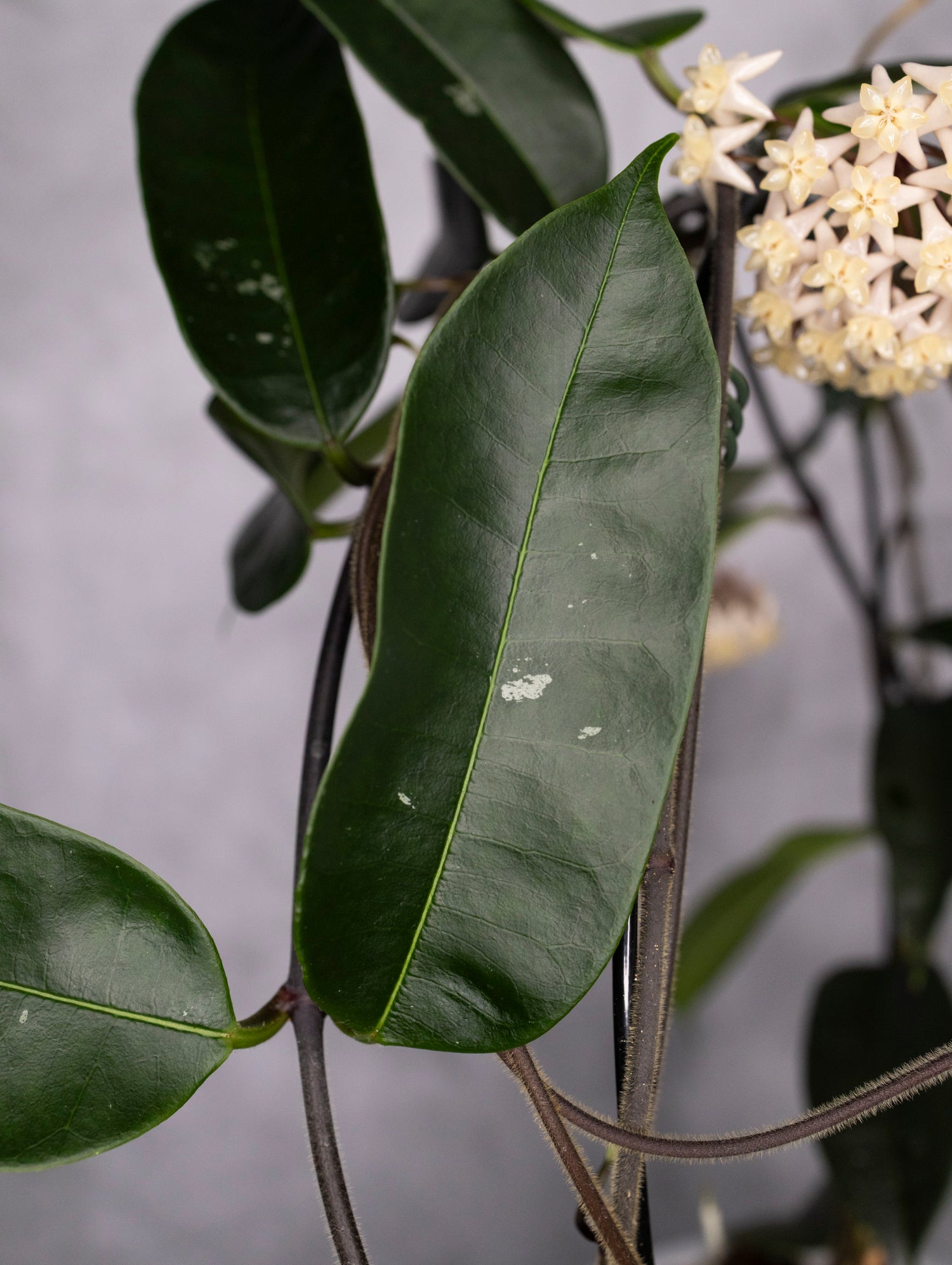 Hoya Thuathienhuensis