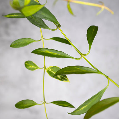 Hoya tsangii (inner variegated)