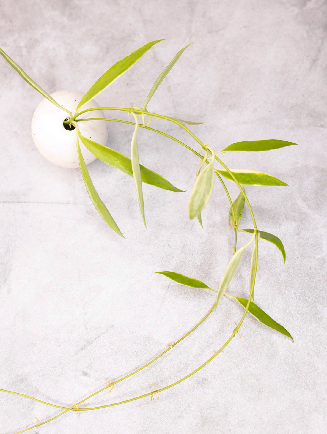 Hoya tsangii (outer variegated)