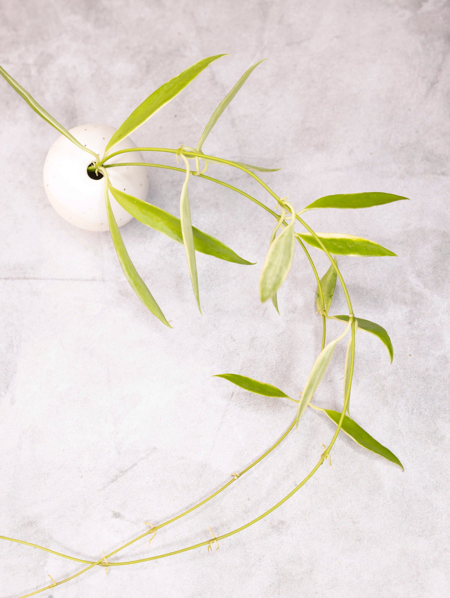 Hoya tsangii (outer variegated)