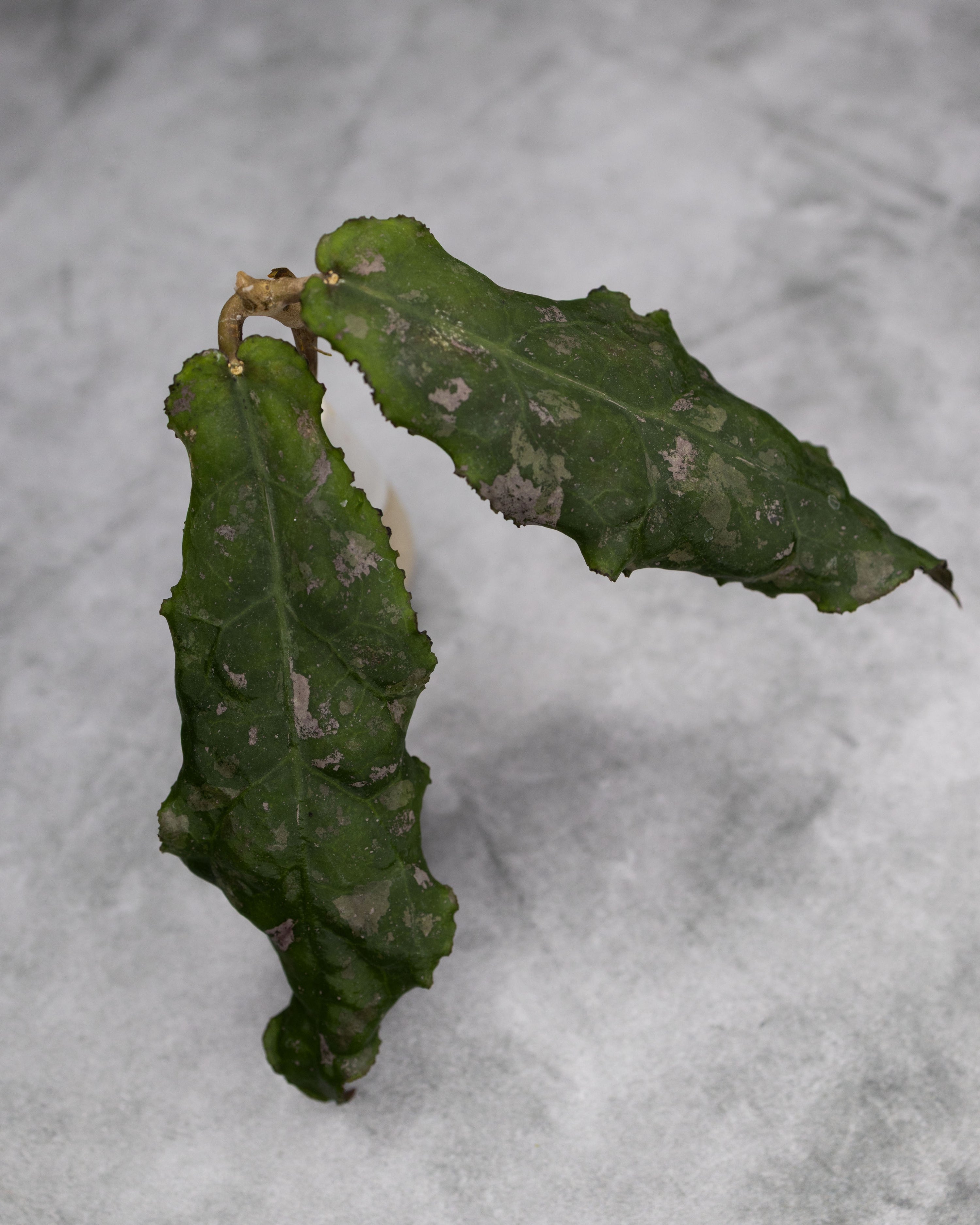 Hoya undulata
