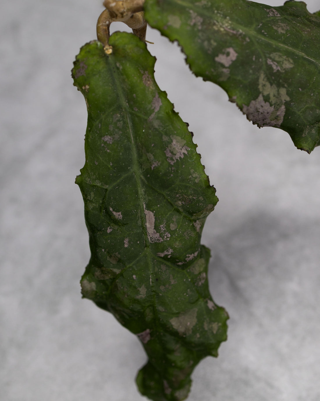 Hoya undulata