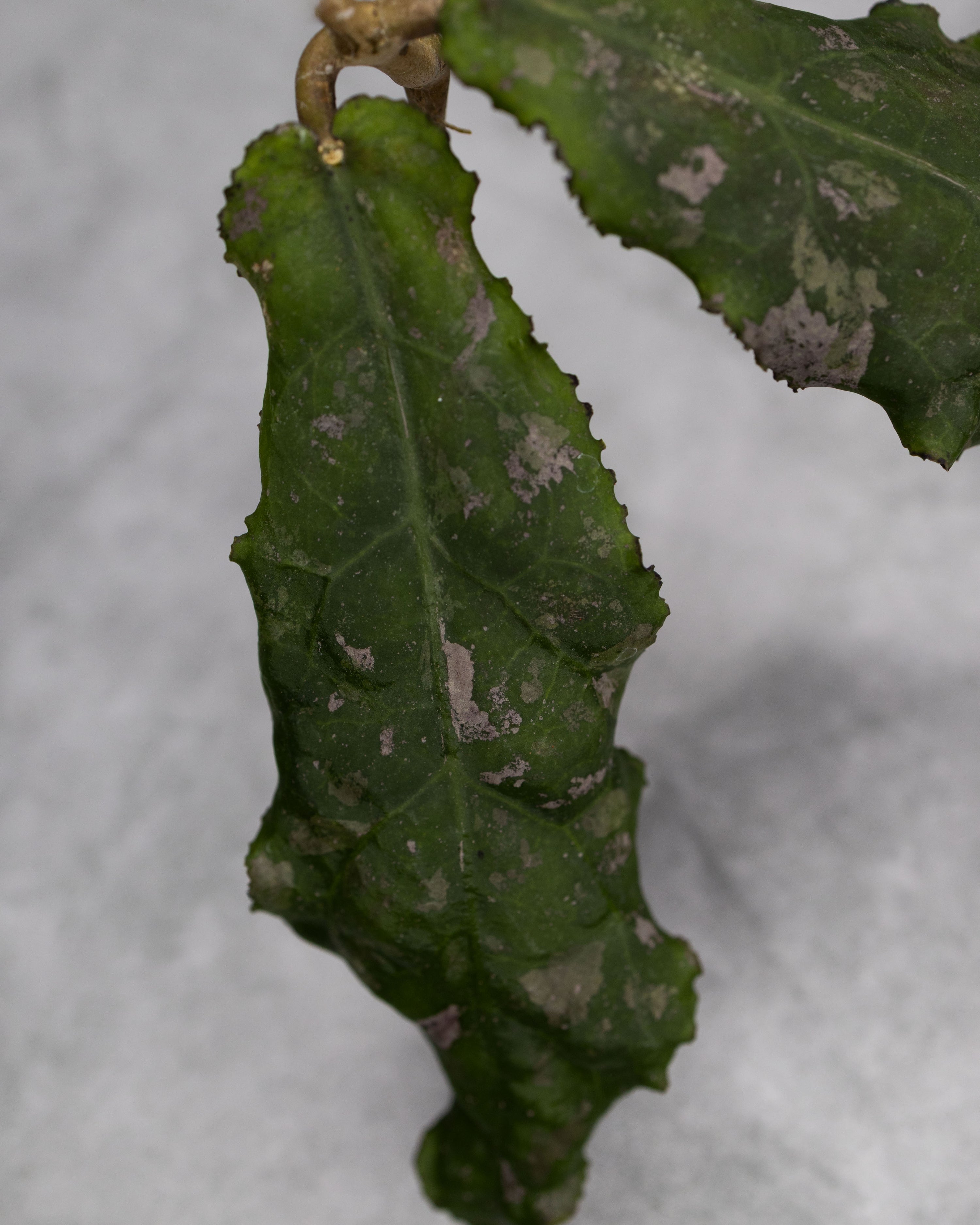 Hoya undulata