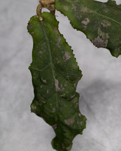 Hoya undulata