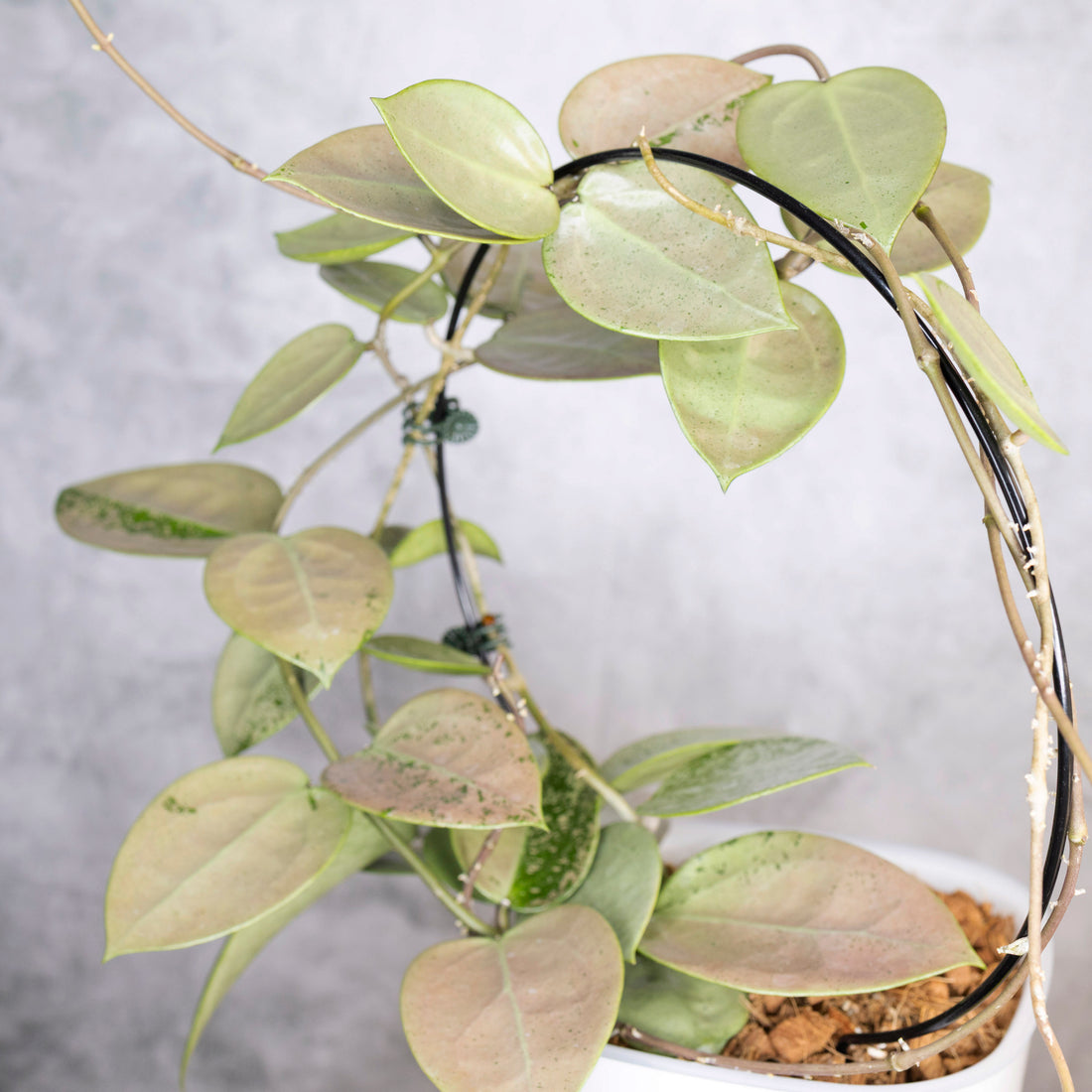 Trellised plant with green leaves on a white background, Hoya Verticillata Silver Heart