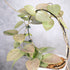 Trellised plant with green leaves on a white background, Hoya Verticillata Silver Heart