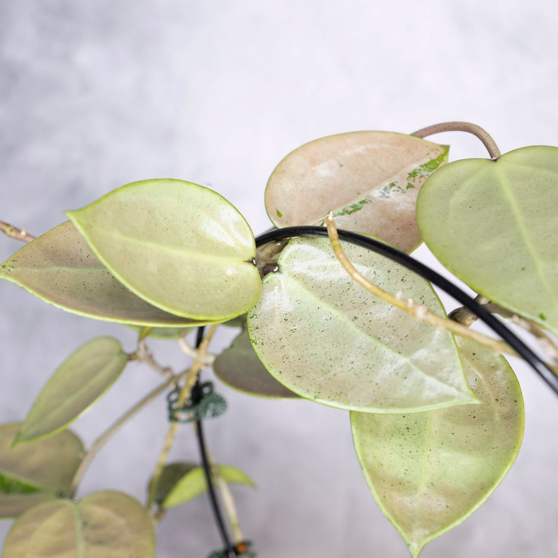 Close-up of a hanging plant with green leaves against a neutral background, Hoya Verticillata Silver Heart