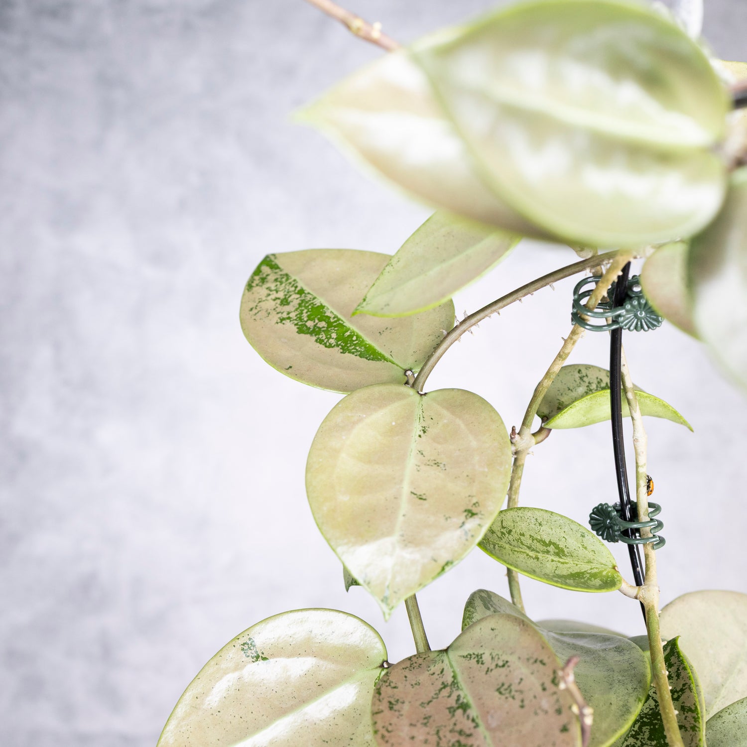 Close-up of a plant with green leaves on a light gray background, Hoya Verticillata Silver Heart