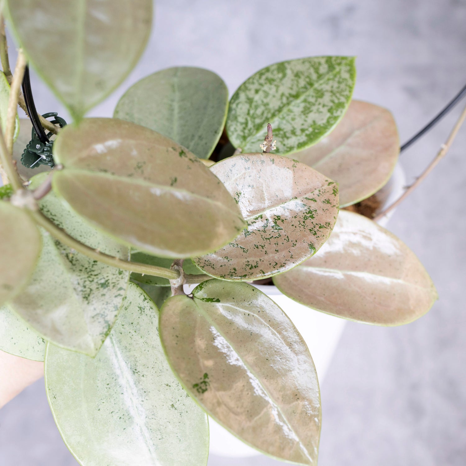 Close-up of a green leafy plant with a blurred background, Hoya Verticillata Silver Heart