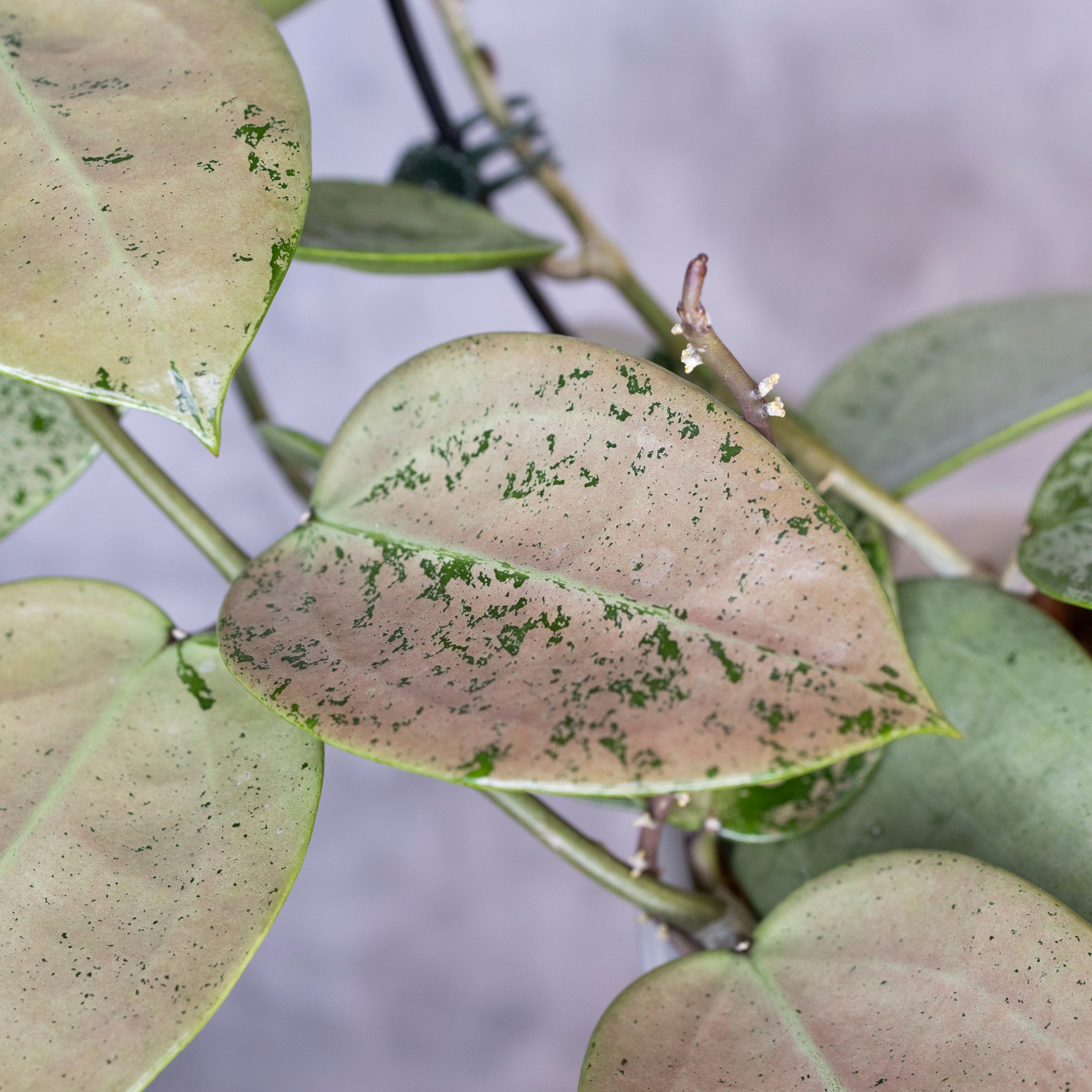 Close-up of a plant leaf with green spots against a blurred background, Hoya Verticillata Silver Heart