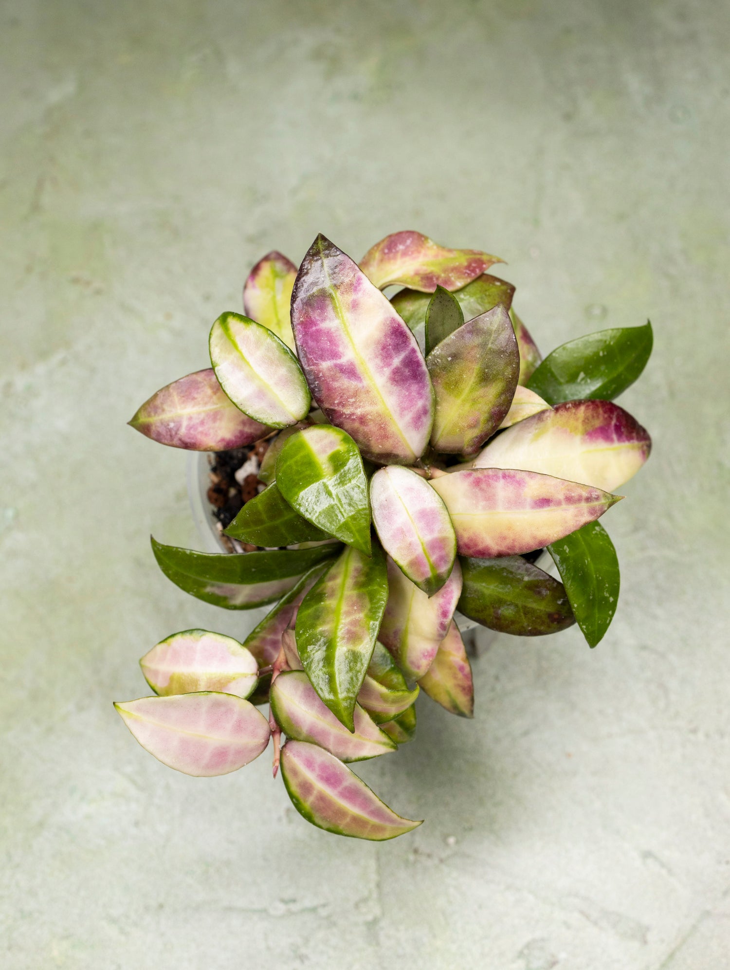 Hoya Walliniana Variegated