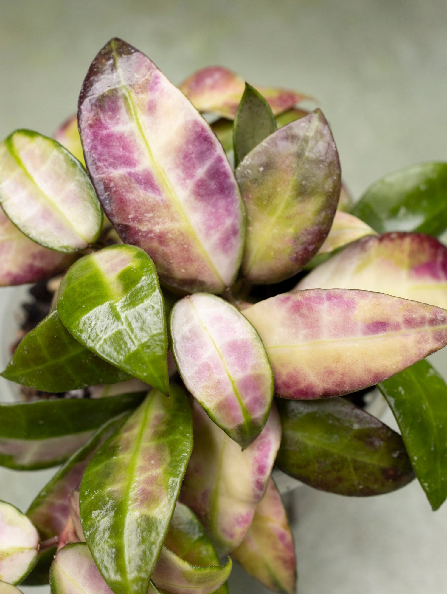 Hoya Walliniana Variegated