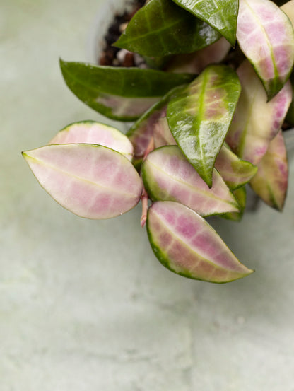 Hoya Walliniana Variegated