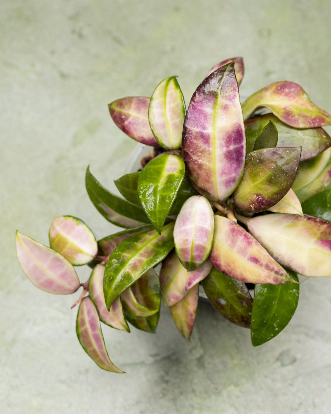 Hoya Walliniana Variegated