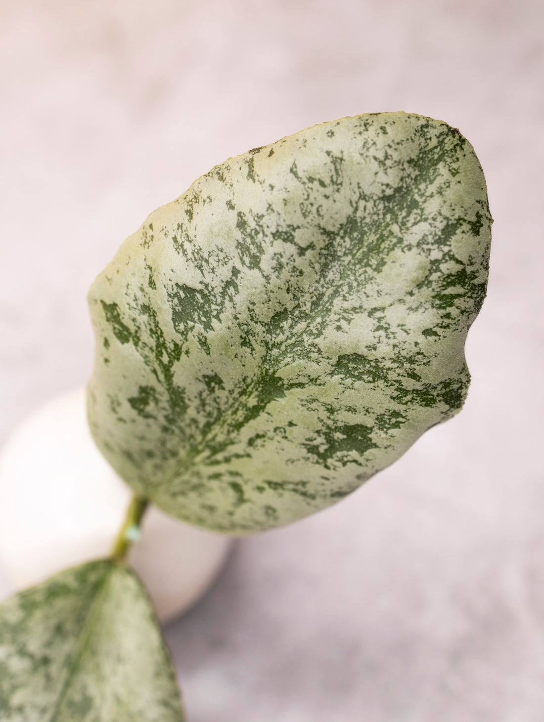 Hoya waymaniae &