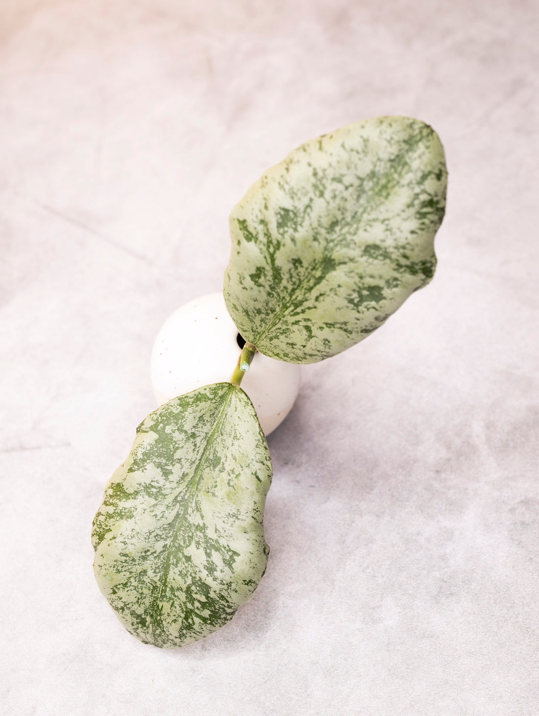 Hoya waymaniae &