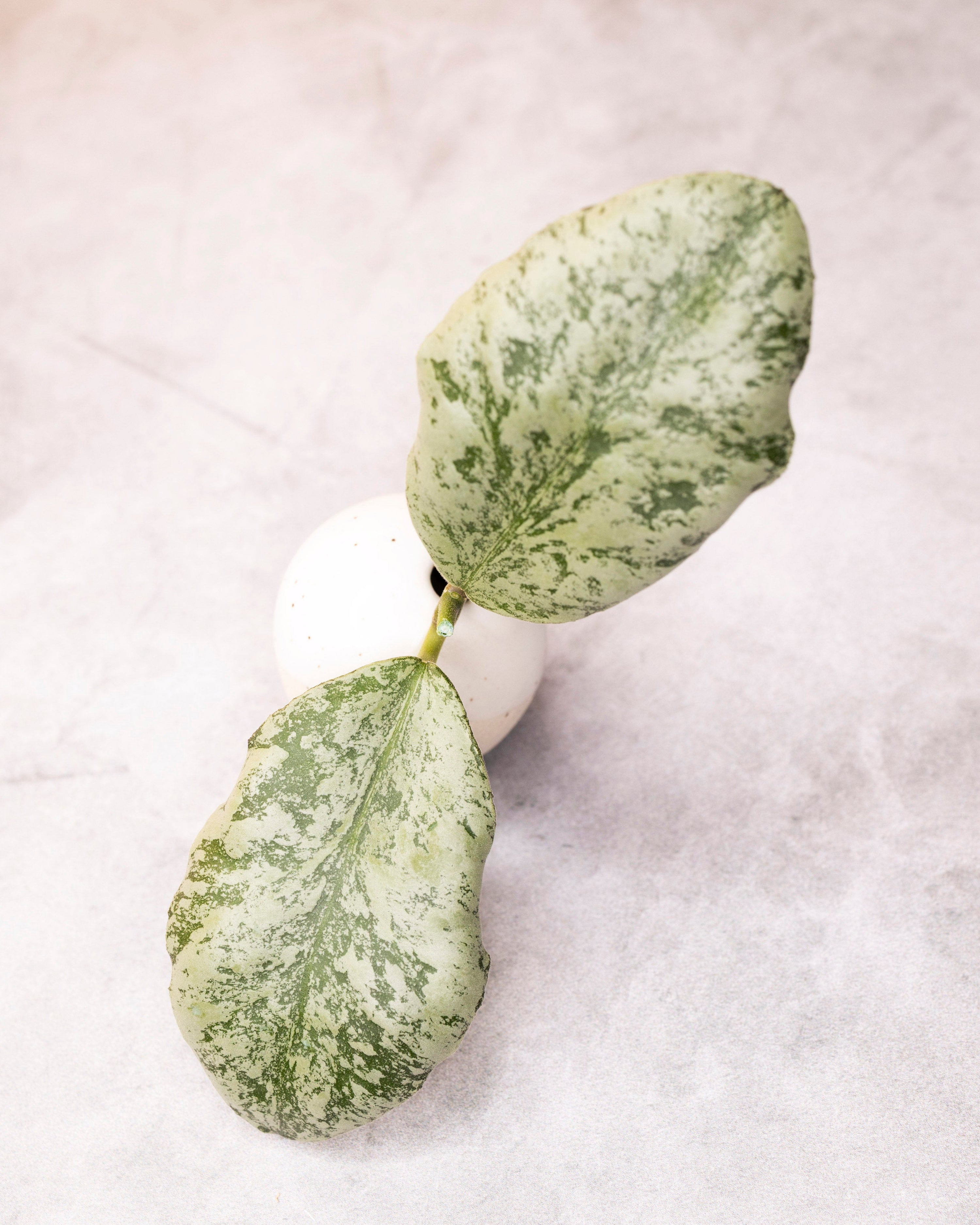 Hoya cutting