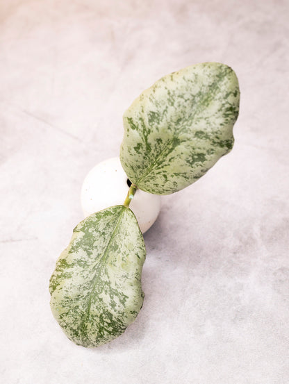 Hoya waymaniae &