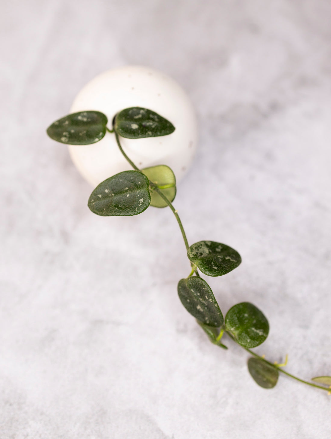 Hoya aff tengchongensis