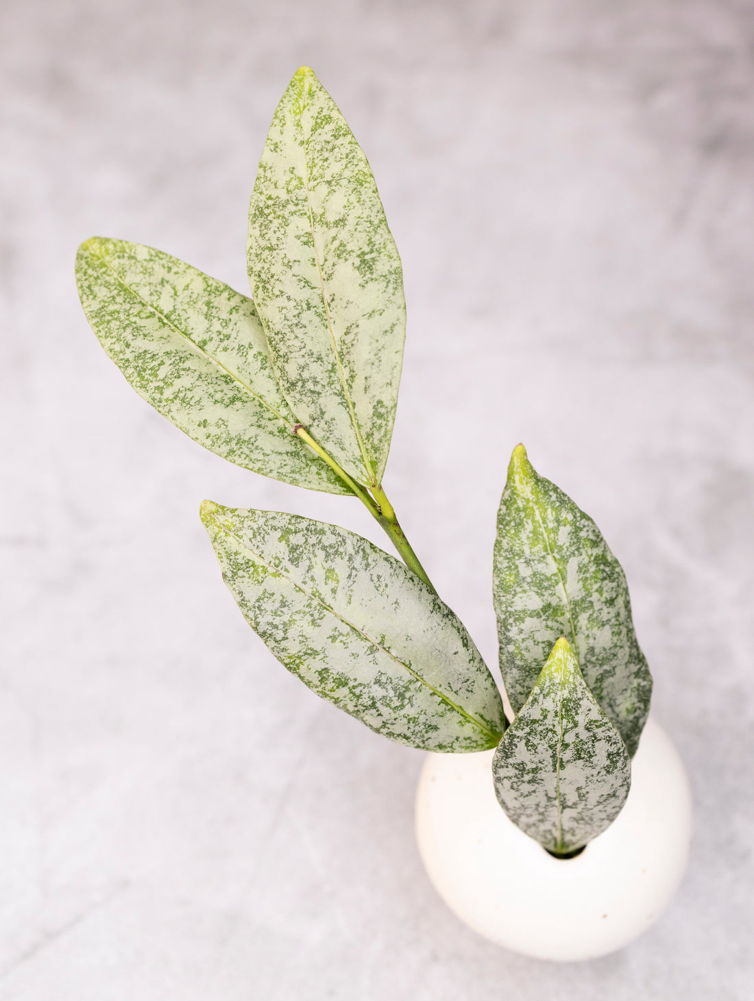 Decorative green leaves on a white spherical object against a light gray background