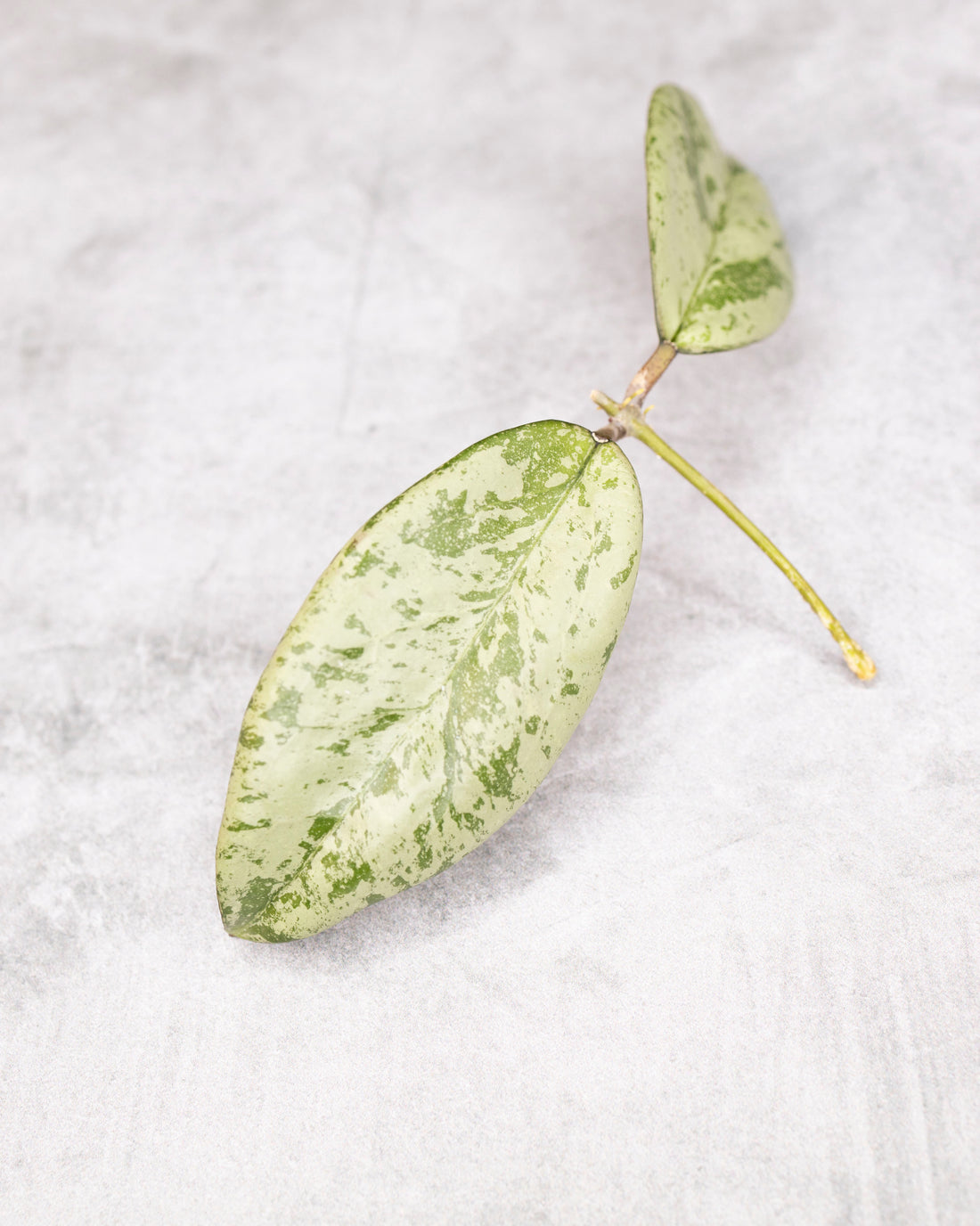 Hoya &