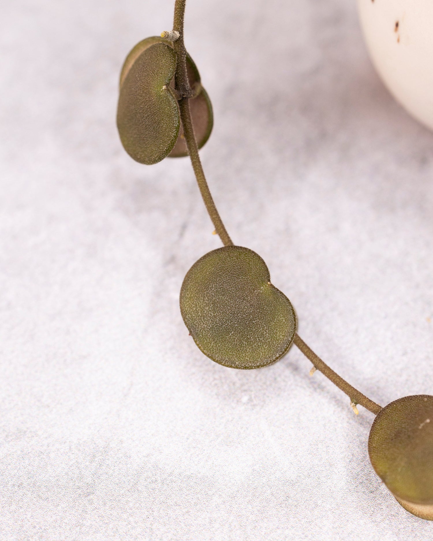 Close-up of a decorative gold chain with circular pendants on a white background