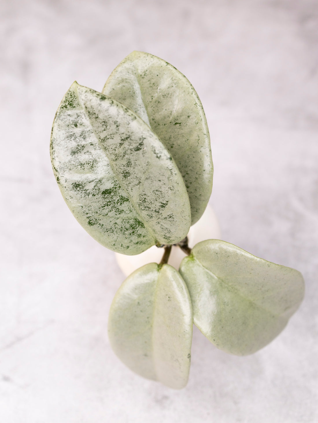 Close-up of a green succulent plant on a light background