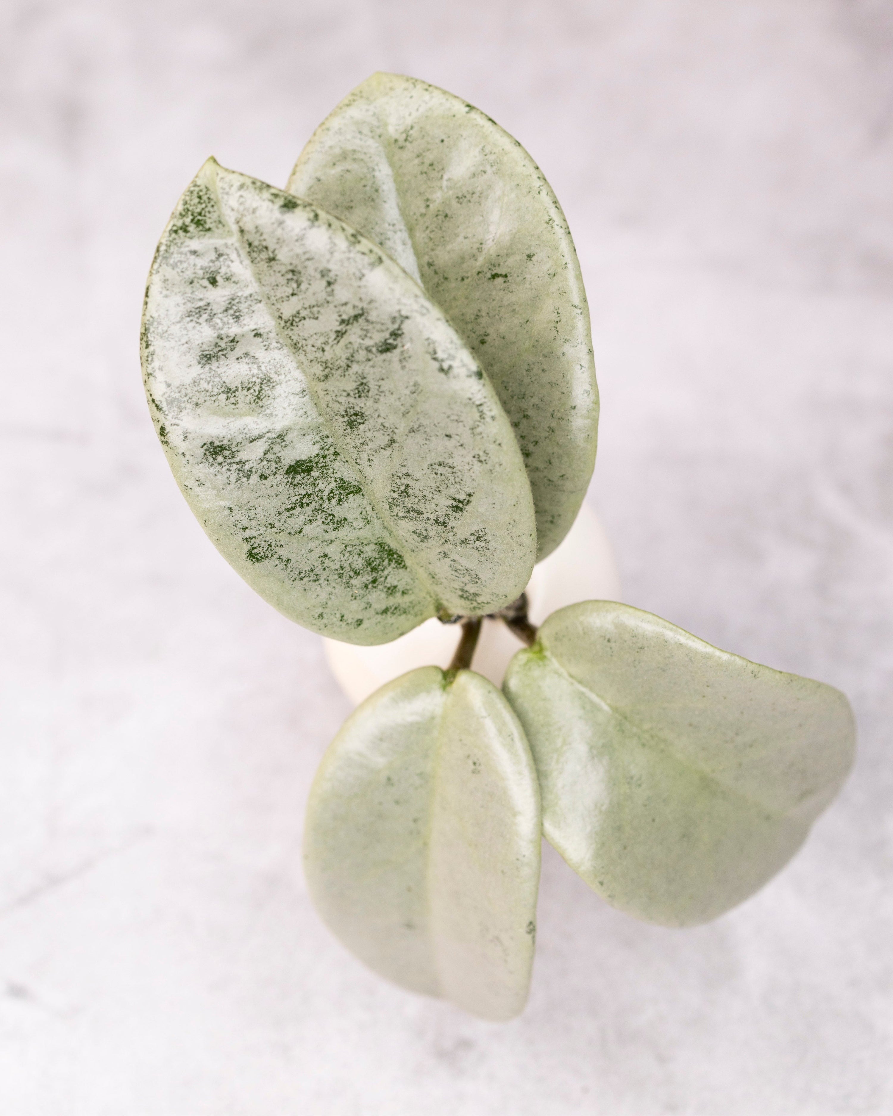 Close-up of a green succulent plant on a light background
