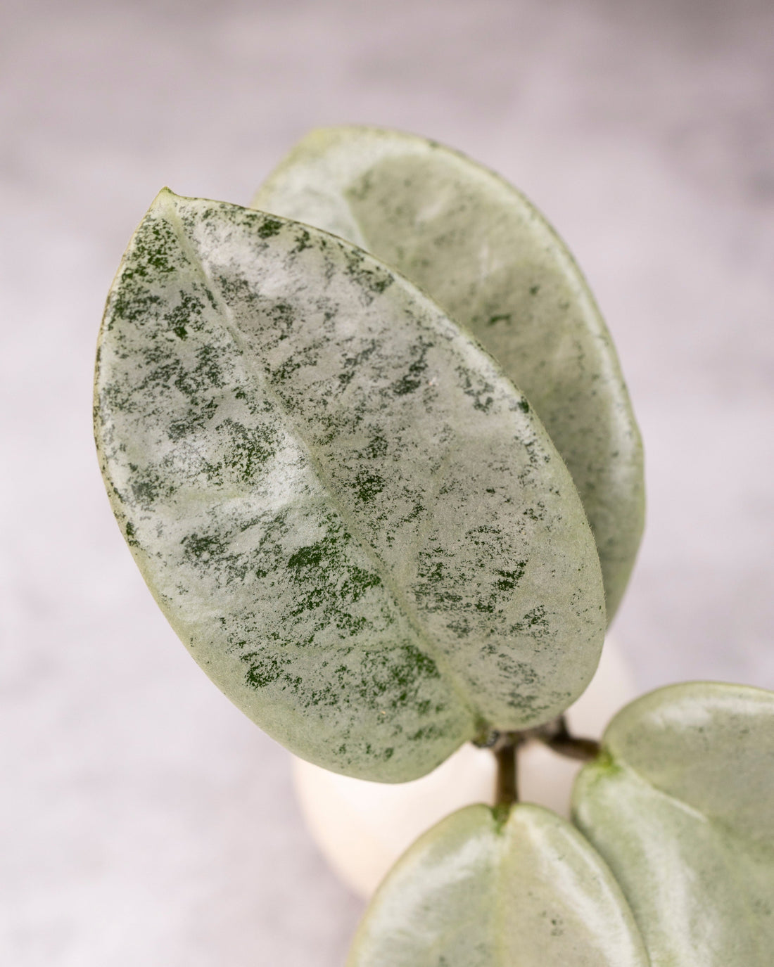 Close-up of a green succulent plant with a blurred background