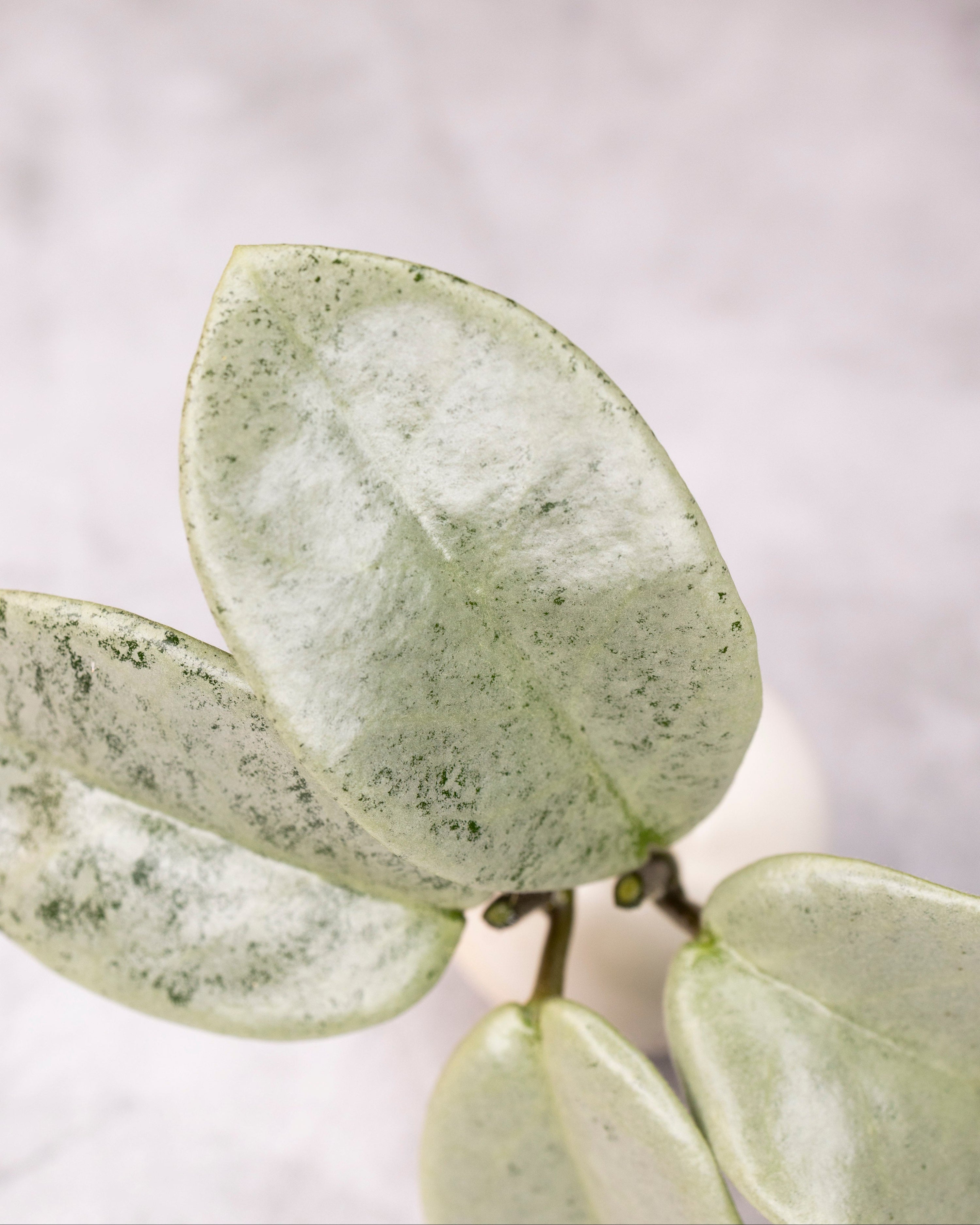 Close-up of a green succulent plant with a blurred white background