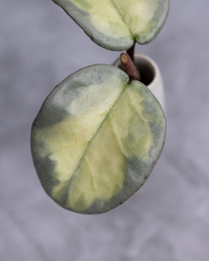 Hoya carnosa &