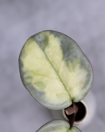 Hoya carnosa &