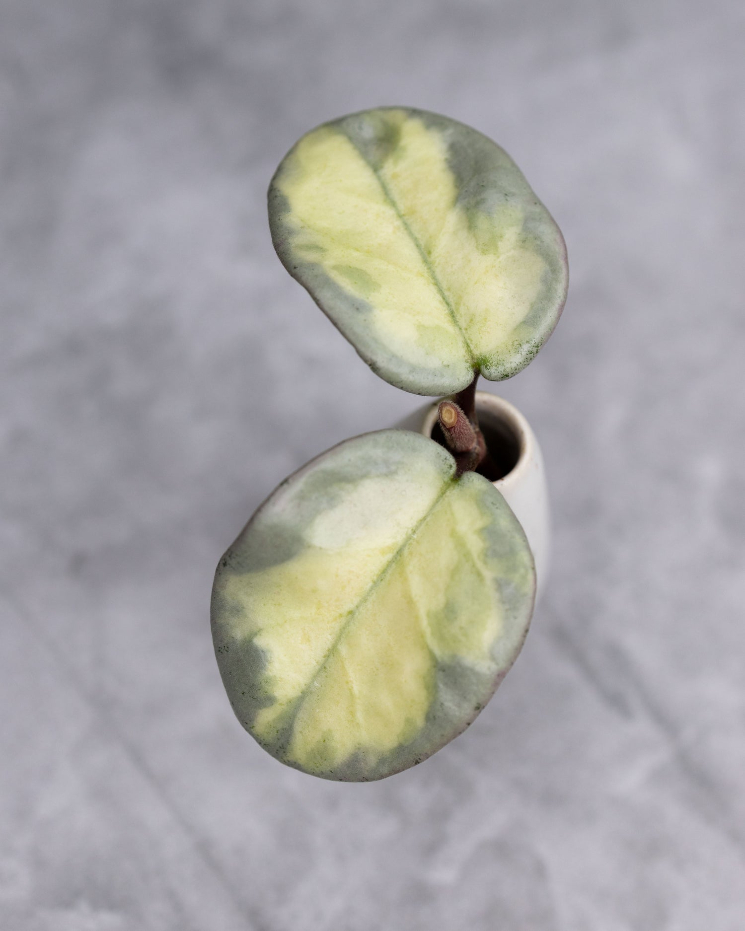 Hoya carnosa &
