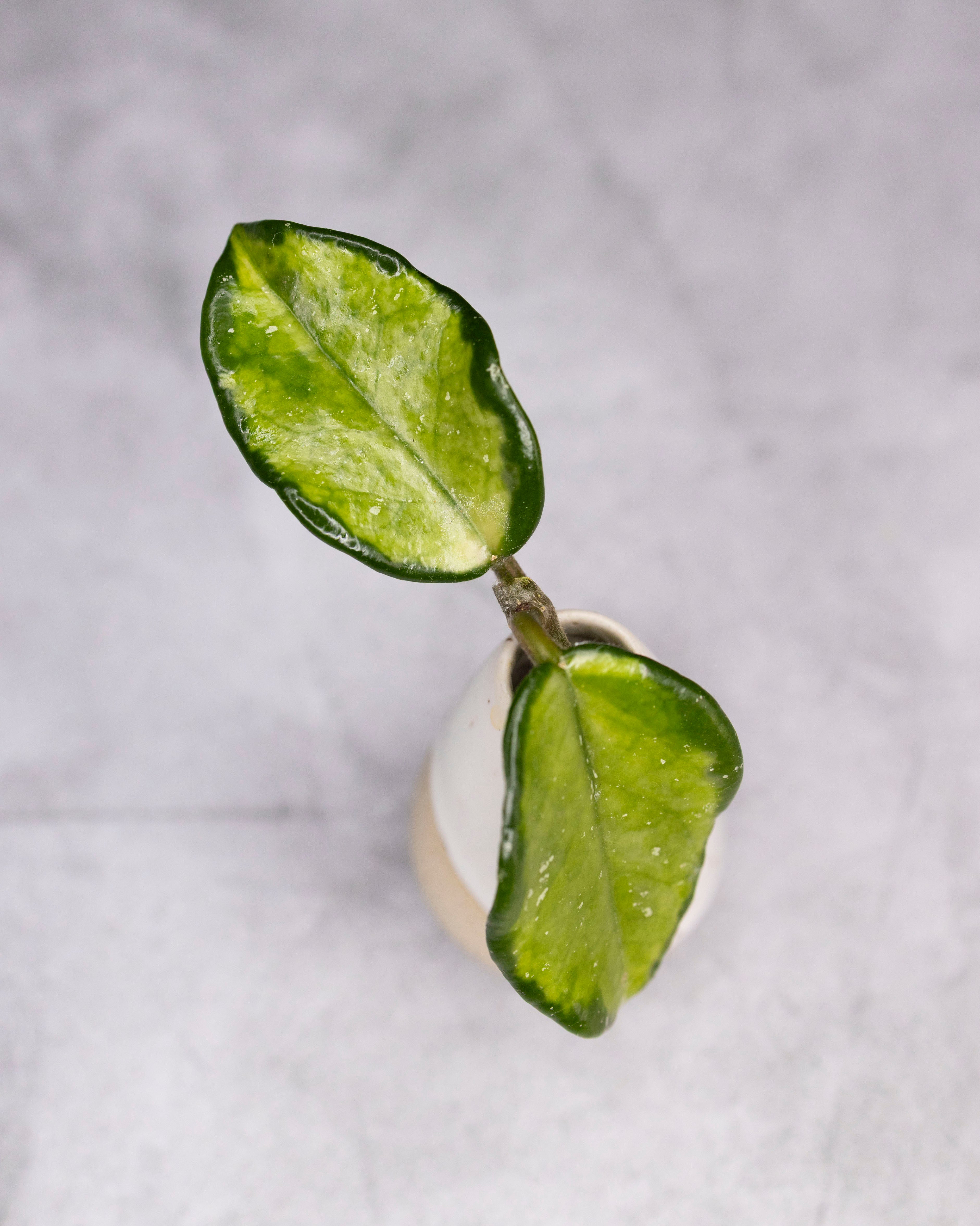Hoya carnosa 'Freckles' (Variegated) – Hoya Cuttings