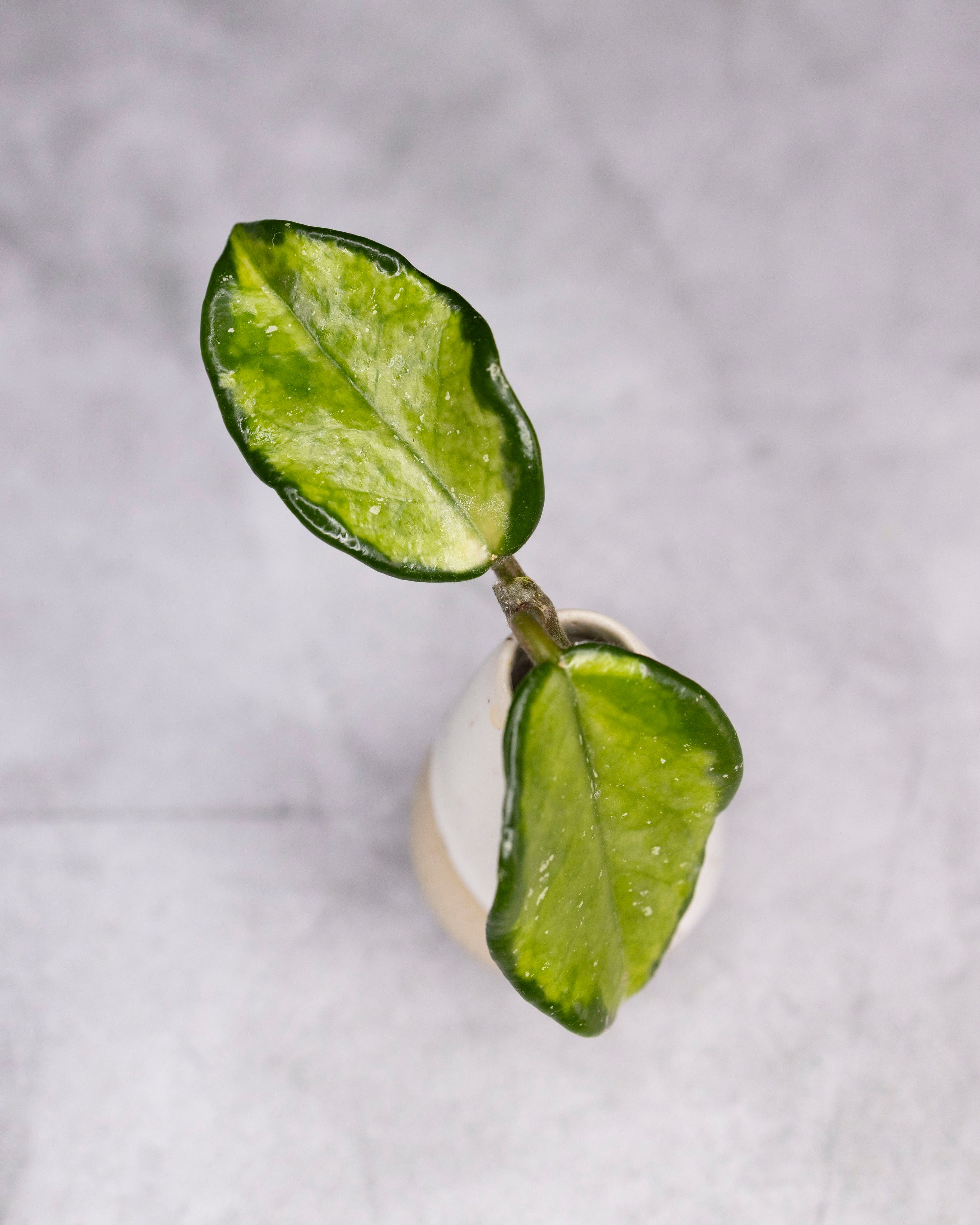 Hoya carnosa &
