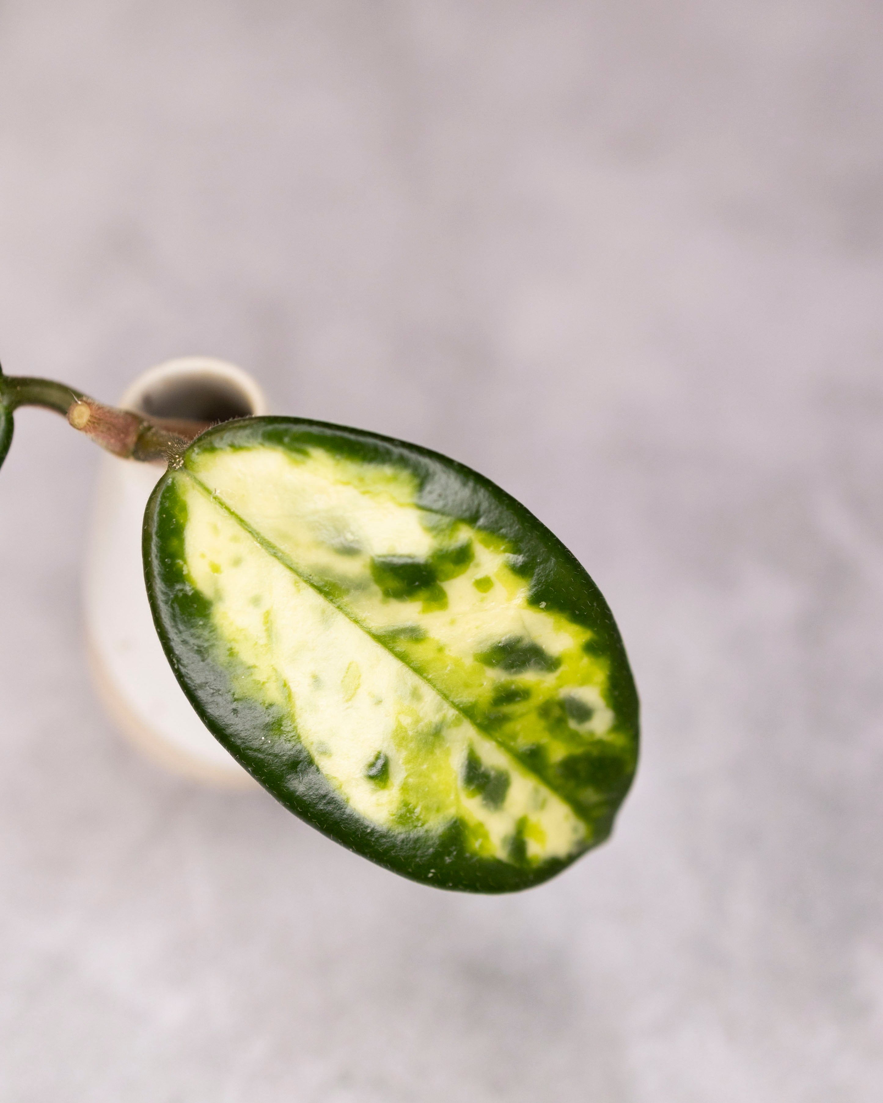 Hoya carnosa 'Madara' (Green Edge) – Hoya Cuttings