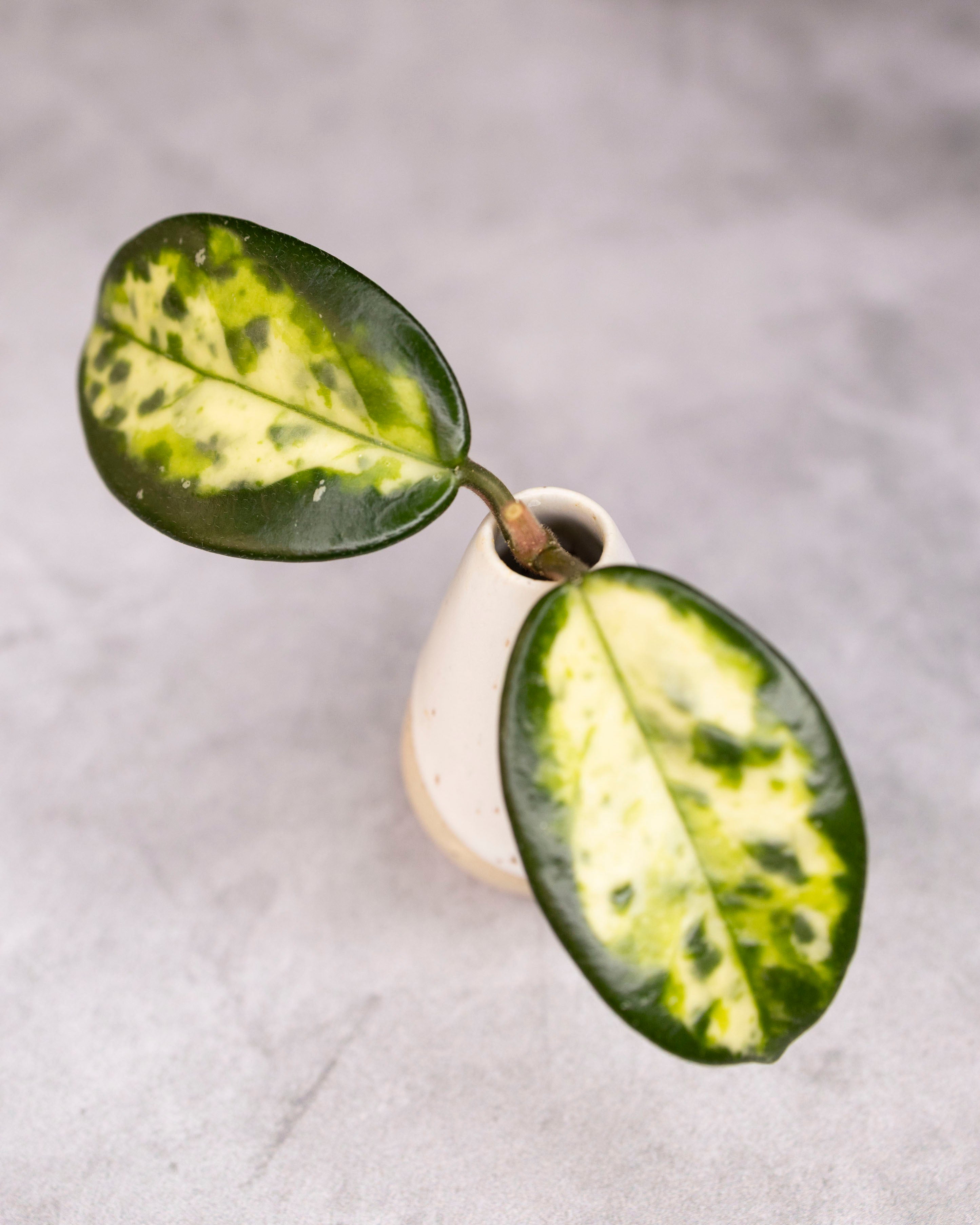 Hoya carnosa 'Madara' (Green Edge) – Hoya Cuttings