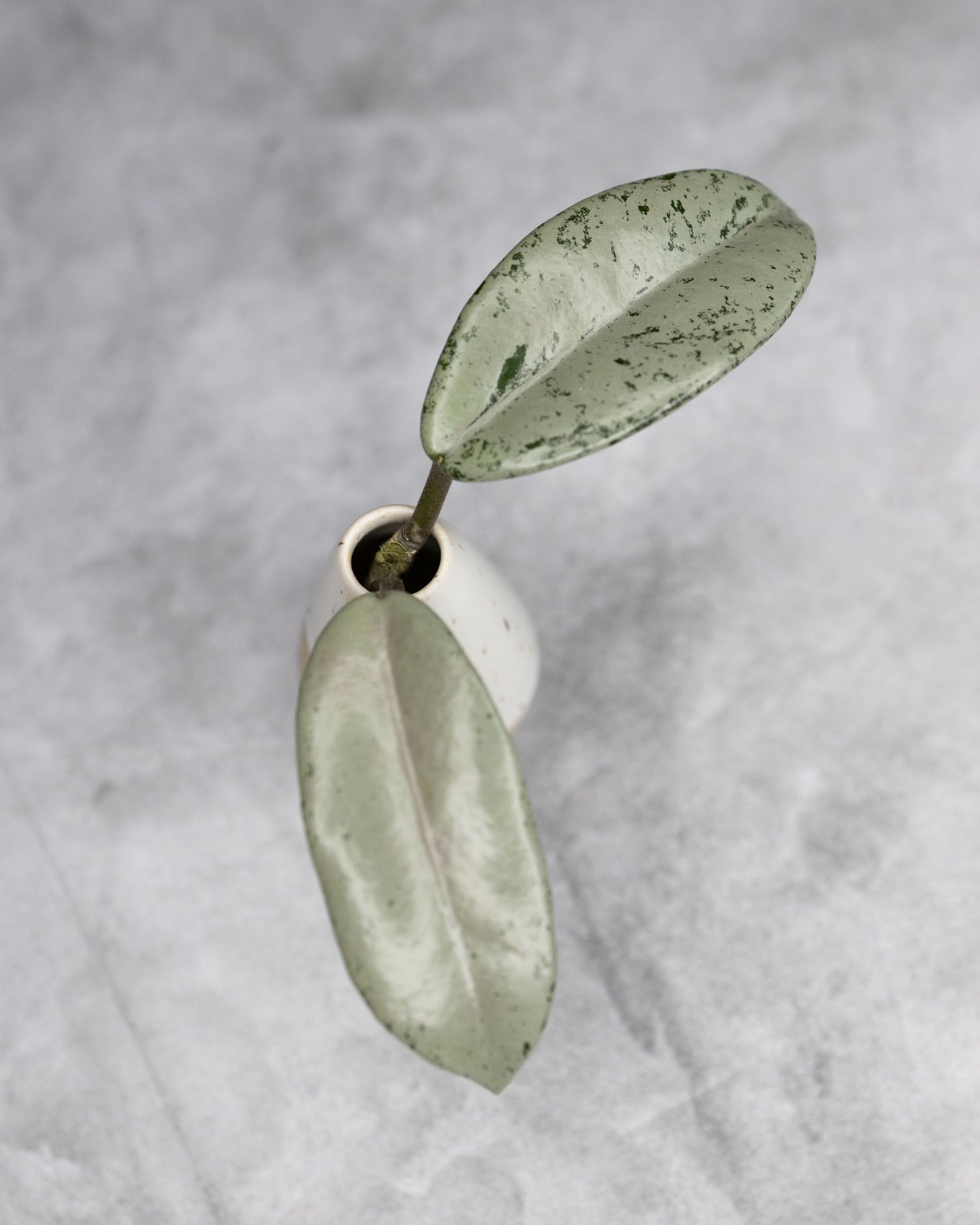 Hoya carnosa &