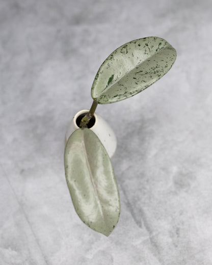 Hoya carnosa &