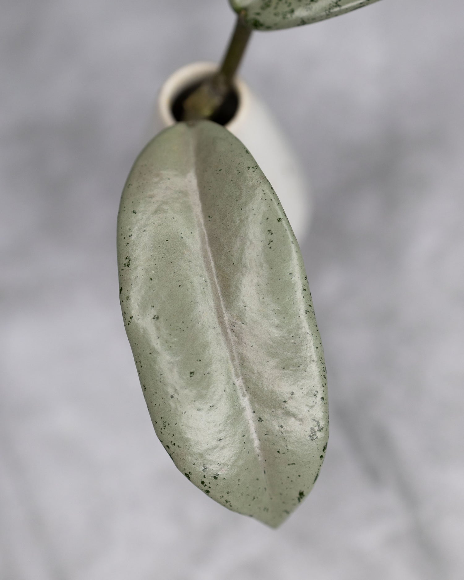 Hoya carnosa &