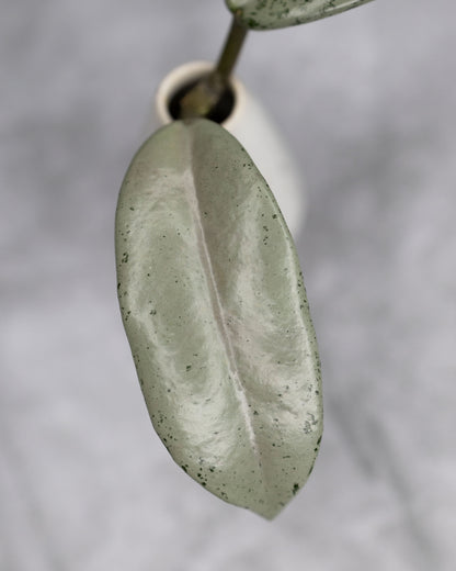 Hoya carnosa &