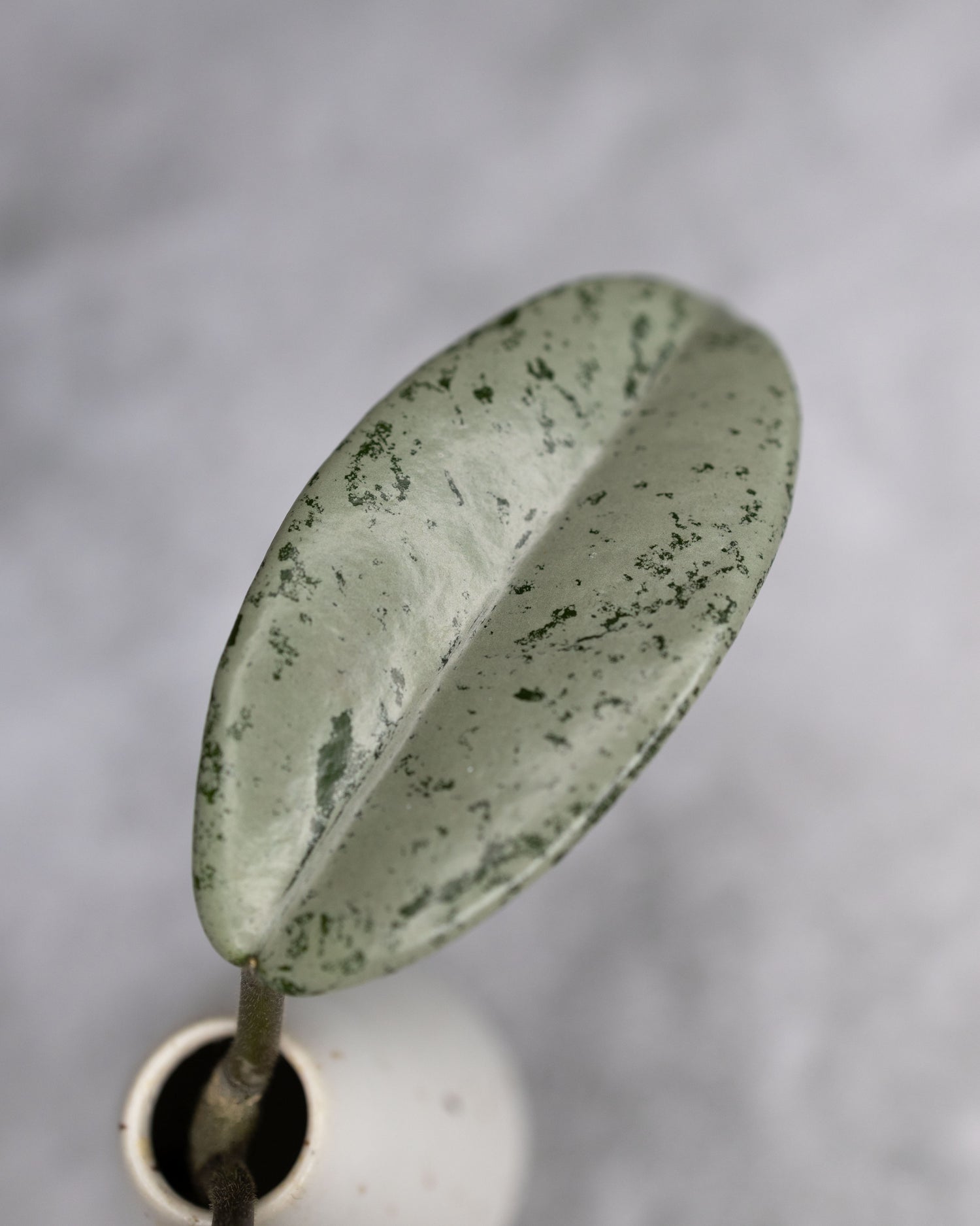 Hoya carnosa &