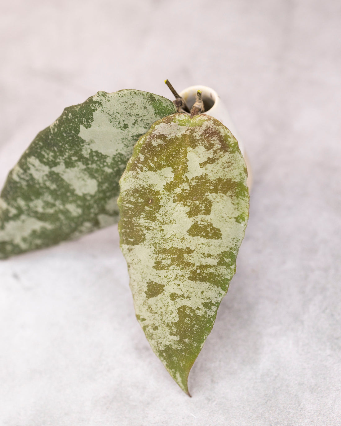 Two green leaf-shaped earrings on a light gray background