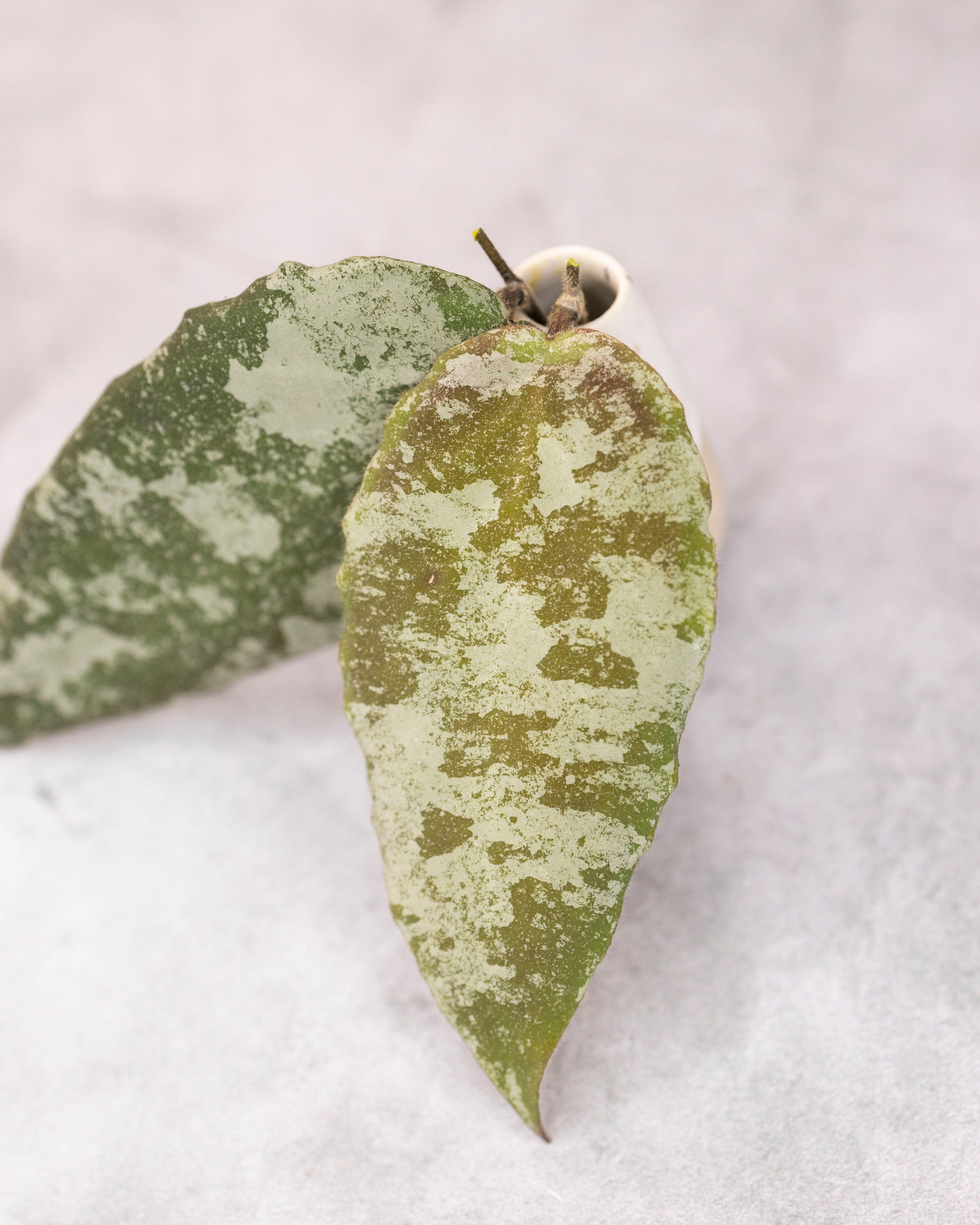 Two green leaf-shaped earrings on a light gray background
