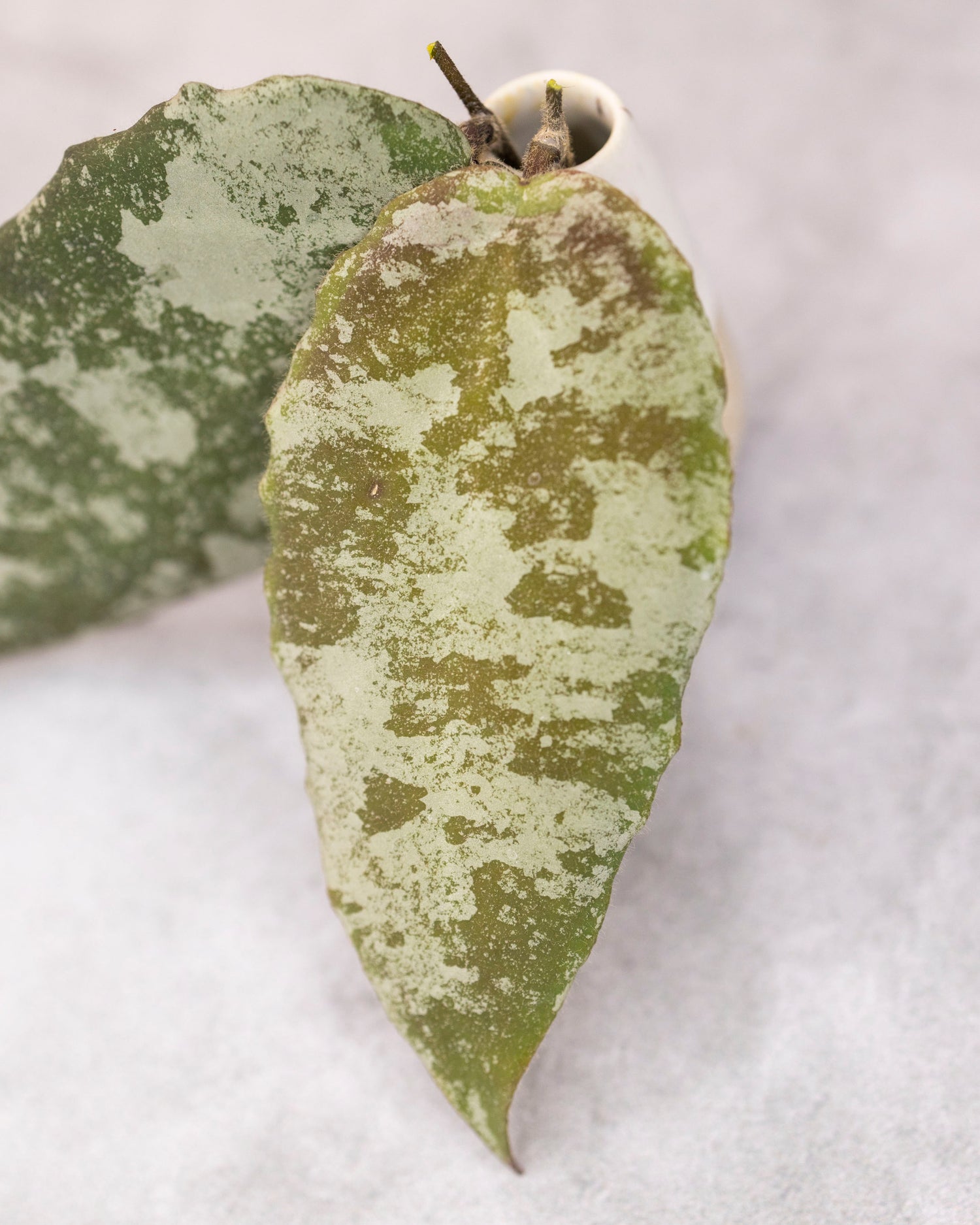 Close-up of a green leaf with white spots on a light gray background