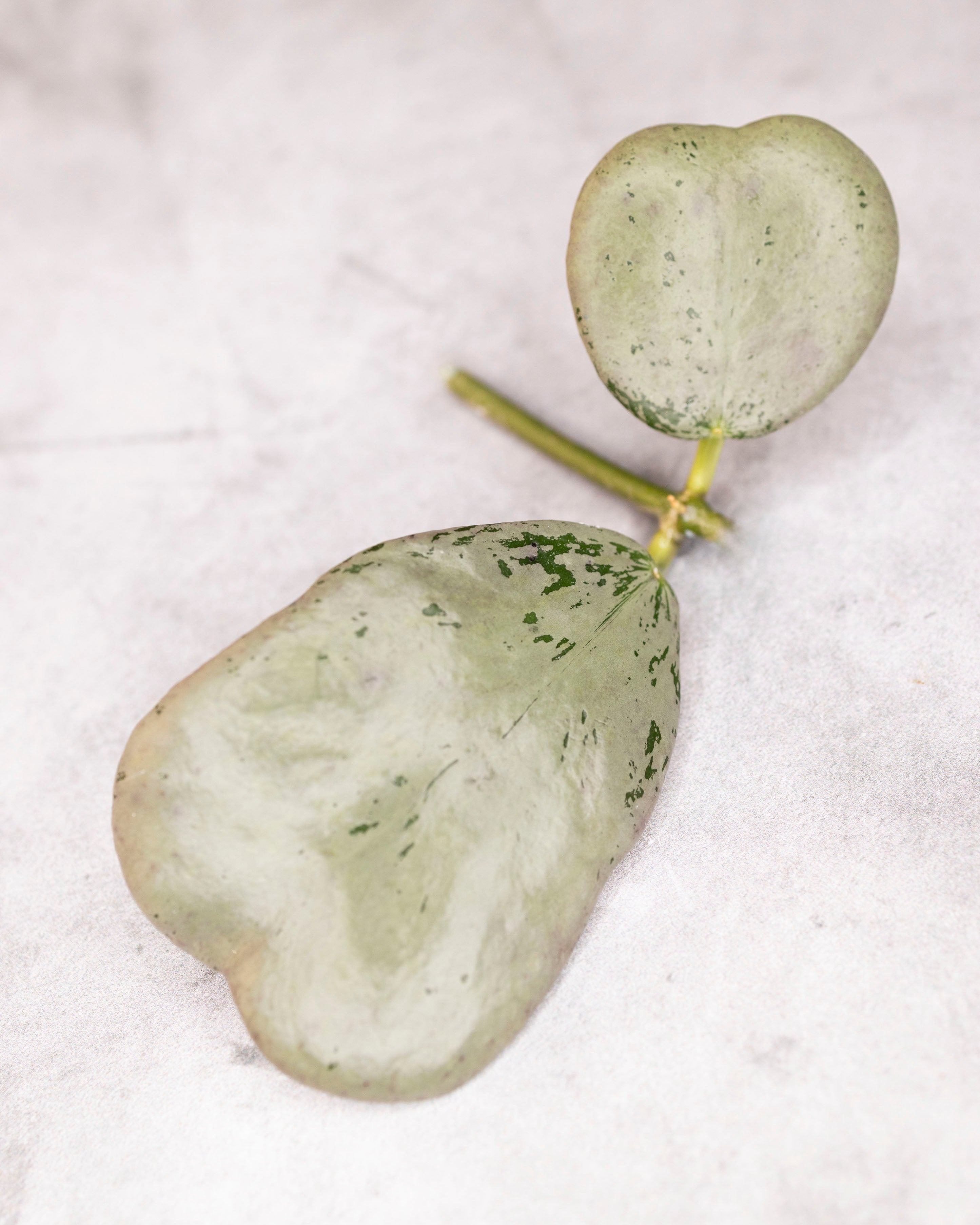Hoya sp. Chiang Dao (Silver) – Hoya Cuttings